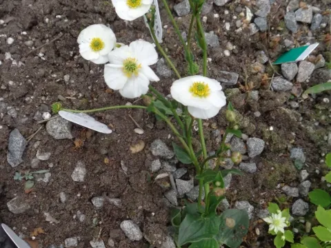 Parnassia-leaved buttercup