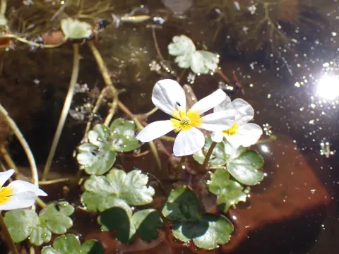 Pond water-crowfoot