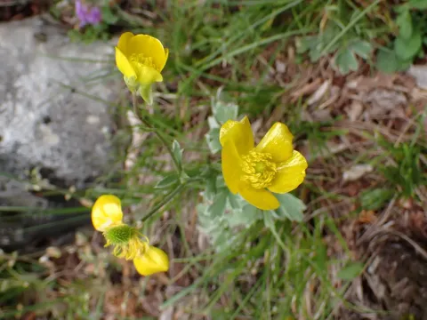 Ranunculus psilostachys