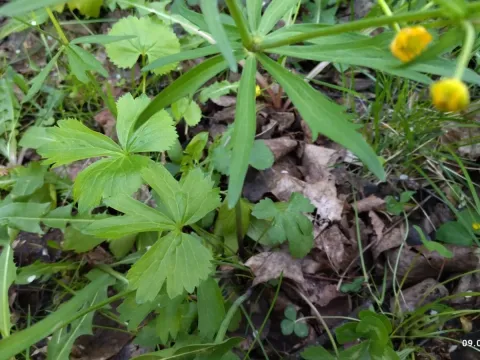 Ranunculus fallax