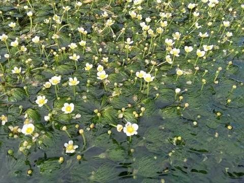 Nippon buttercup