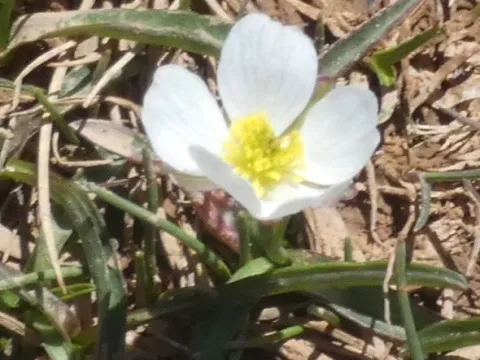 Spiked Buttercup