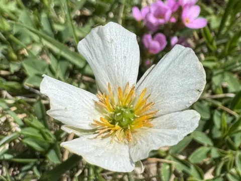 Pyrenean buttercup