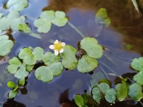Жовтці плющолисті
