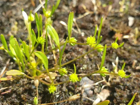 Knotted buttercup