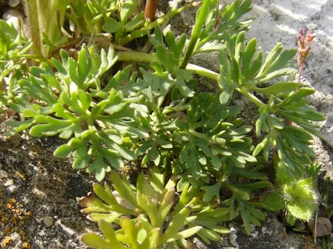 Henriques' buttercup
