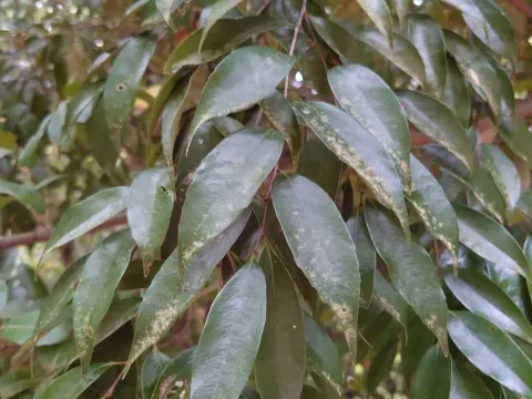 Castanopsis sieboldii