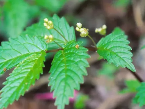 Elatostema umbellatum