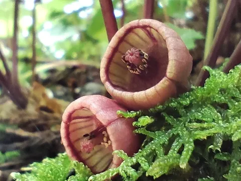 Siebold's wild ginger