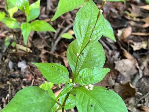 Creeping Smartweed