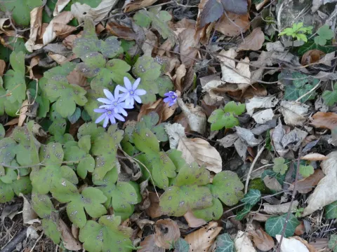Transylvanian liverwort