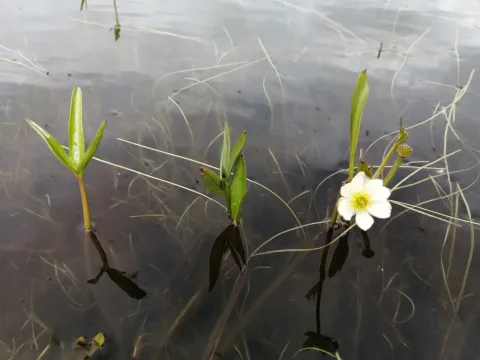 Pallas's buttercup