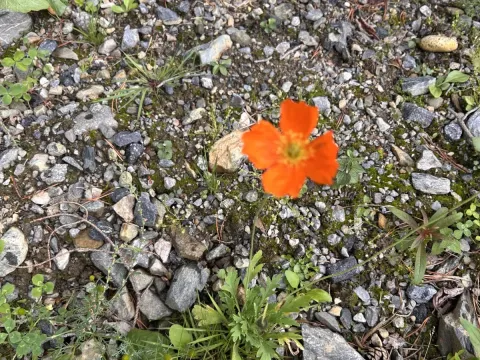 Orange poppy
