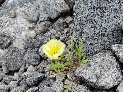Lapland poppy