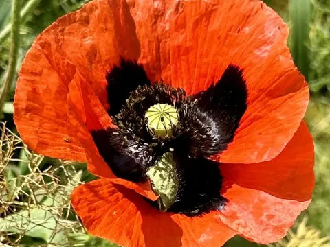 Caucasian poppy