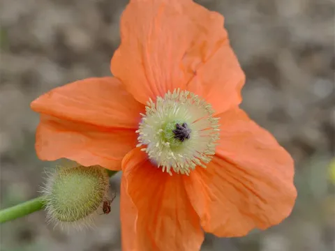Persian poppy