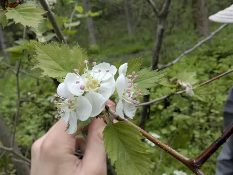 Fanleaf hawthorn