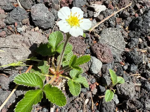 Nippon strawberry