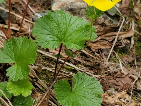 Geum calthifolium