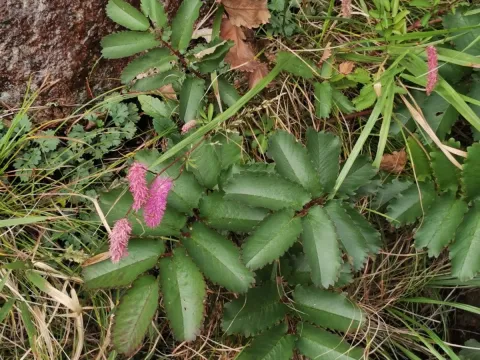 Hakusan burnet