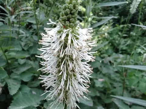 Sanguisorba stipulata