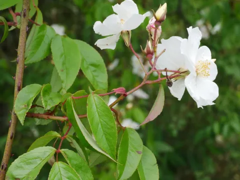 Elder-leaved rose