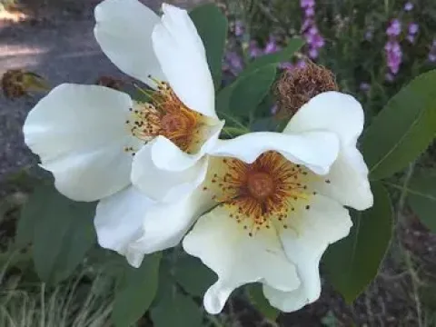 Fuji wild rose