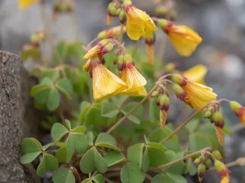 Oxalis valdiviensis