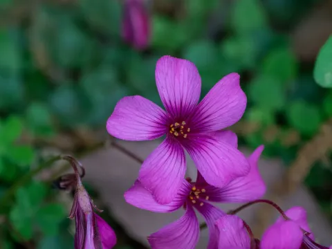Brazilian woodsorrel