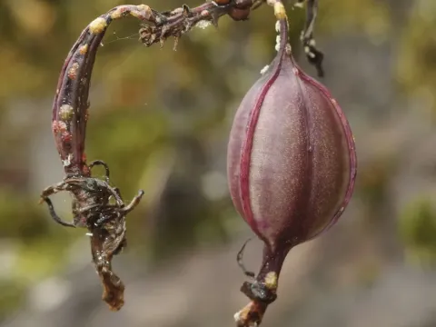 Epidendrum
