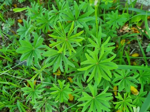 Oxalis decaphylla