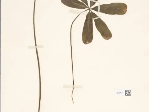 Oxalis lasiandra