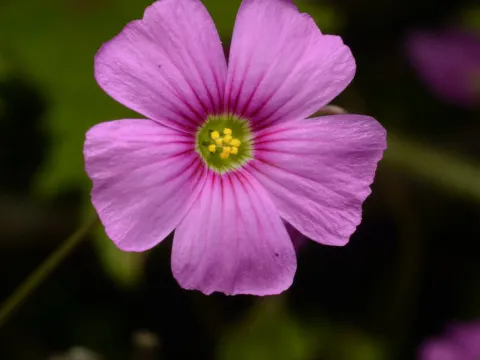 Pink wood-sorrel
