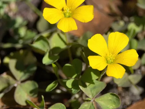 Dillen's oxalis