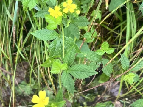 Potentilla cryptotaeniae