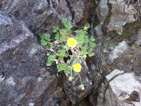 Potentilla matsumurae