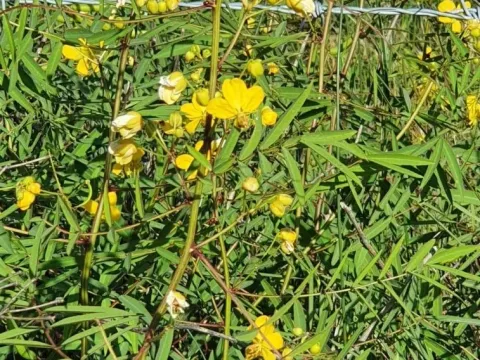 Senna barclayana
