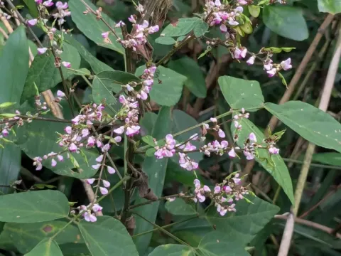 Hylodesmum podocarpum