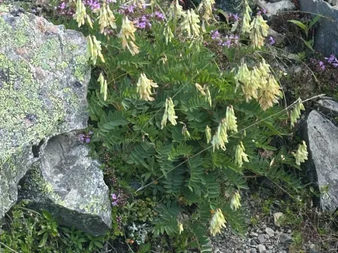 Hedysarum vicioides