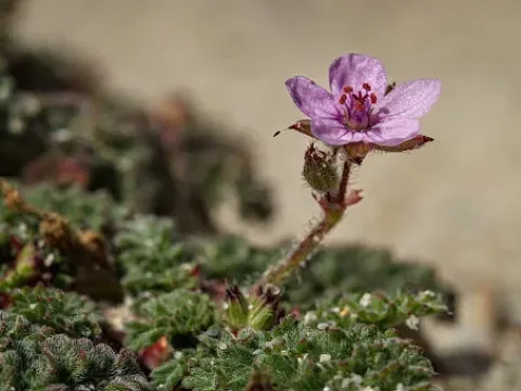 Stork's bill (Erodium anaristatum)