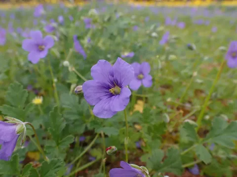 Swan River geranium