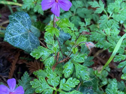 Yeo's crane's-bill