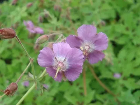 Munich crane's-bill