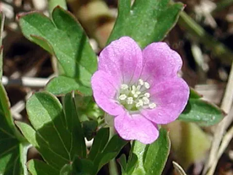 Geranium herrerae