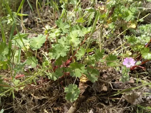 Brutium geranium