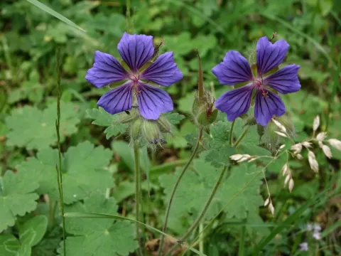Broad-petaled cranesbill