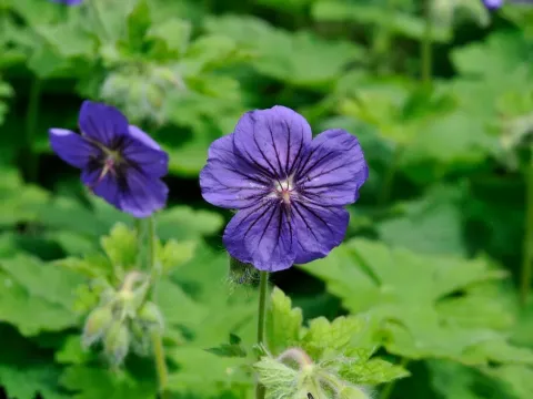 Peloponnese Geranium