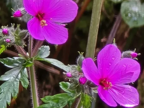 Madeira cranesbill