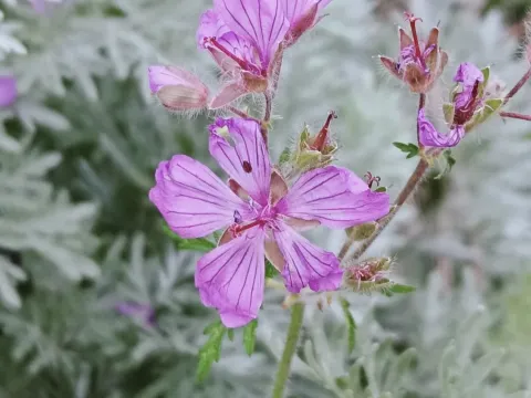 Geranium malviflorum