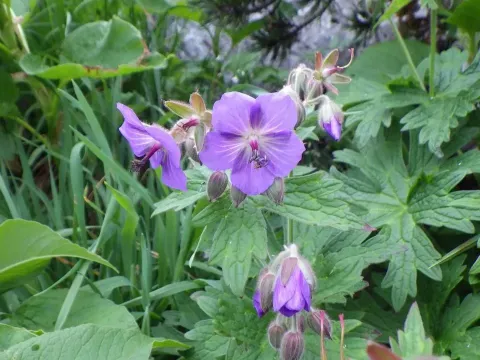 Geranium reinii